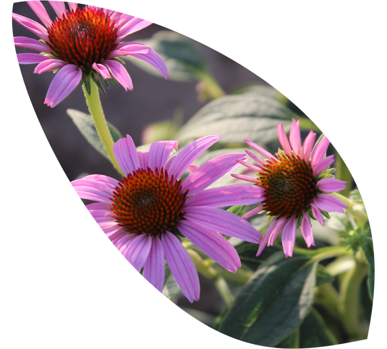 Read more about the article Echinacea