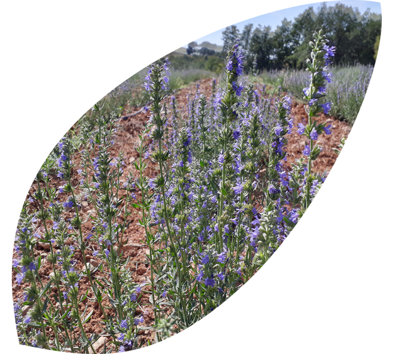 Read more about the article Hyssop