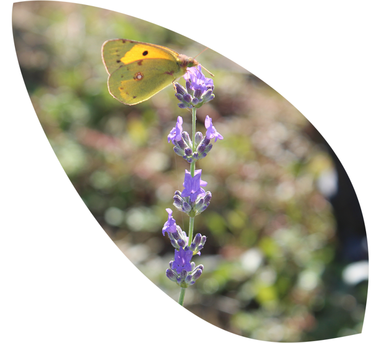 Read more about the article Lavender