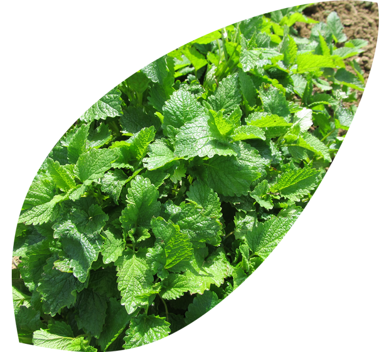 Read more about the article Lemonbalm