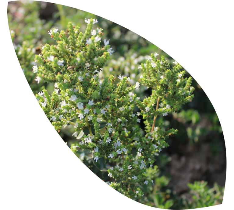 Read more about the article Oregano