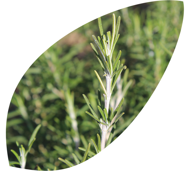 Read more about the article Rosemary