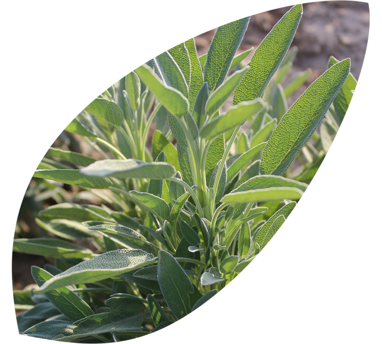 Read more about the article Sage