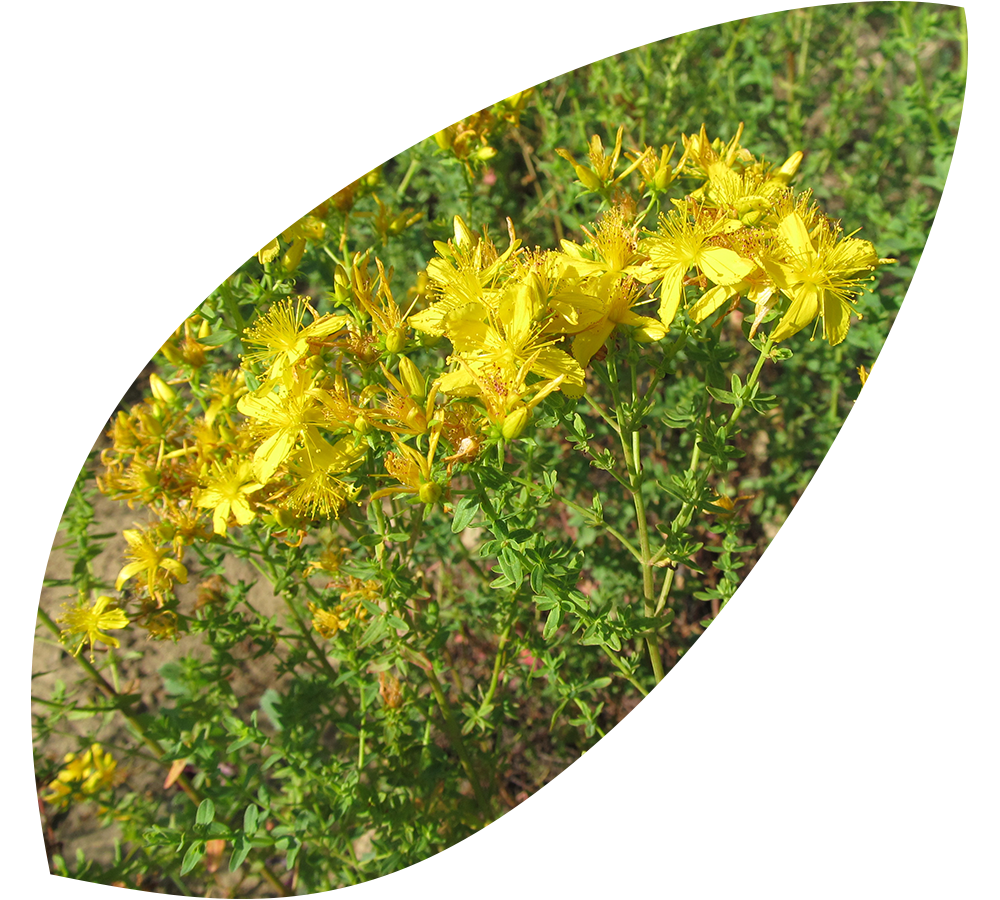 Read more about the article St John’s wort