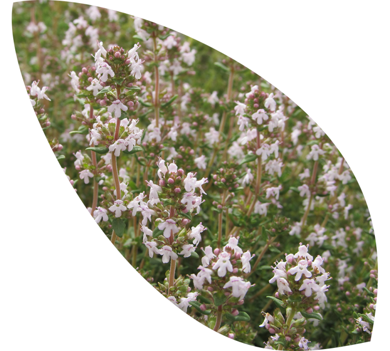 Read more about the article Thyme